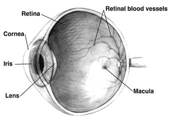 retineye macula